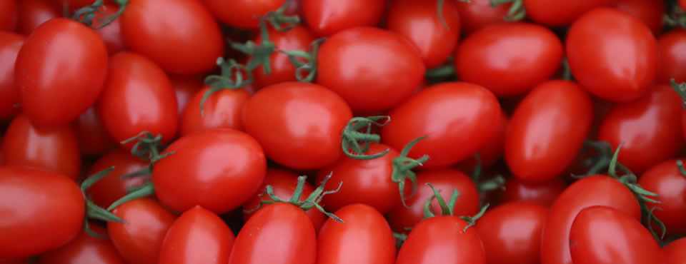 ミニトマトの定番品種「アイコトマト」