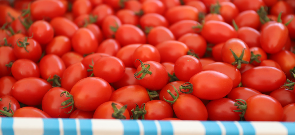 Mini Tomato ミニトマト