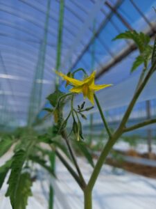 トマトの花が咲きました💮