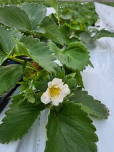 いちごの花が咲きました🌼